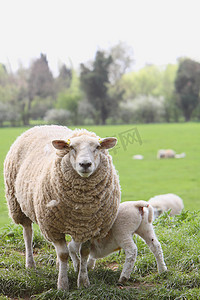 一只羔羊正在从母亲绵羊白羊座 (Ovis Aries) 那里哺乳