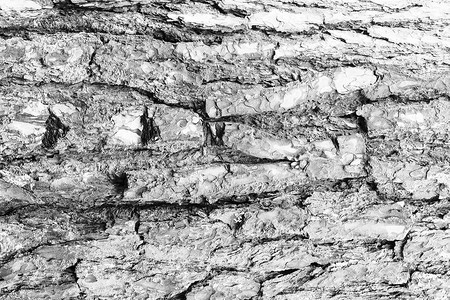 单色摄影照片_松树纹理的单色树皮。