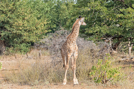 一头未成熟的南非长颈鹿回头看的正面图