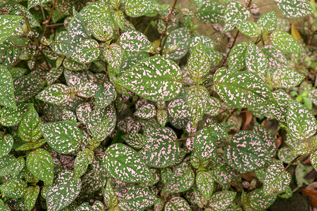 Hypoestes Phyllostachya 与粉红色斑点的叶子在热带丛林，巴厘岛在印度尼西亚。关闭观赏叶植物圆点植物。