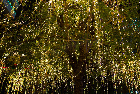 圣诞led灯串摄影照片_夜间花园树上的 LED 灯串电缆