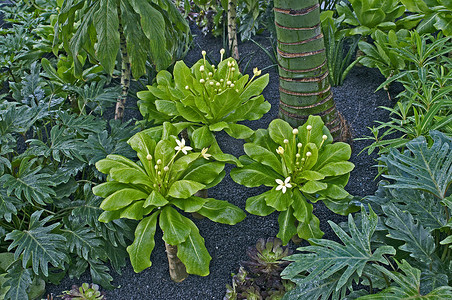 植物边框摄影照片_带有开花的 Brighamia insignis 的边框细节