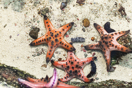 许多海星在水海中有沙子和小岩石背景。