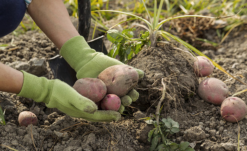 从地里挖新鲜的红土豆