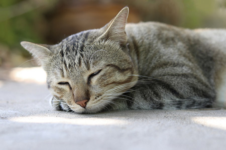 梦幻猫摄影照片_一只闭着眼睛躺在地上昏昏欲睡的猫。