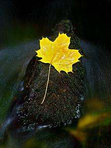 玄武岩上枫树的黄色碎叶