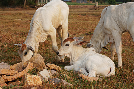 三只皮包骨头的白色柬埔寨母牛。