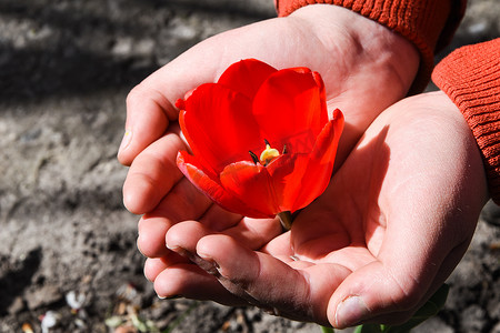 大自然手中的红郁金香，女人手中一朵美丽的开放红郁金香