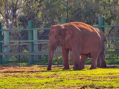一只可爱的大象站在动物园里