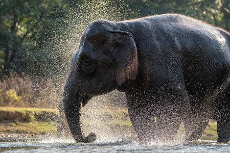 在大象洗澡时泼水。