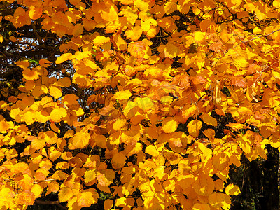 金色九月摄影照片_金色的秋天树木