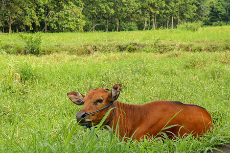 深红色背景摄影照片_棕牛躺在长着高草的绿色田野里。