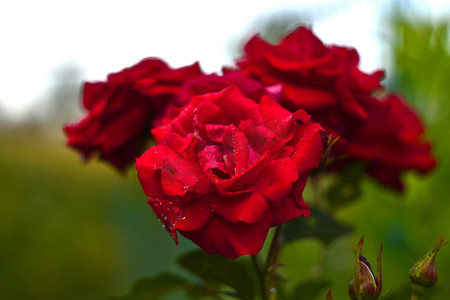 玫瑰红摄影照片_红玫瑰