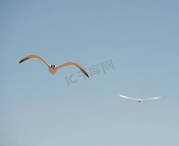 飞行中的两只里海燕鸥