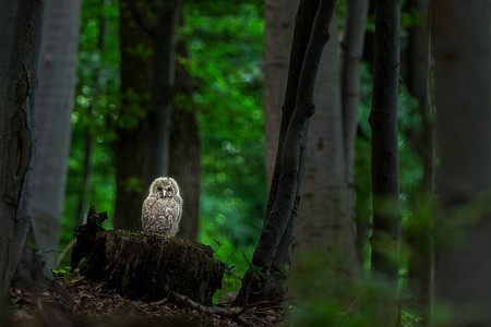 乌拉尔猫头鹰 (Strix uralensis)。