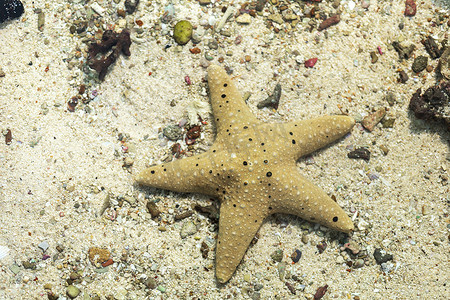 水海中的海星，有沙子和小岩石背景。