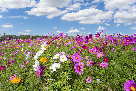 五颜六色的波斯菊在美丽的花园花朵中绽放，在山景山和夏天。