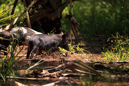 野猪摄影照片_婴儿野猪也称为野猪或 Sus scrofa 饲料