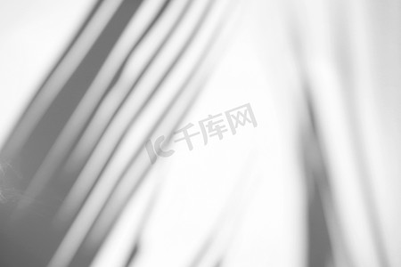 阴影覆盖摄影照片_热带棕榈叶自然阴影覆盖在白色纹理 bac 上