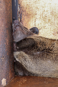 棕色雌性蒙面棕榈果子狸或亚洲棕榈果子狸躺在靠在木杆上的木板上。