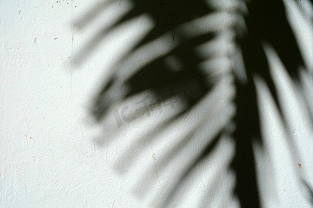 墙上的影子摄影照片_棕榈叶在混凝土墙上的影子。