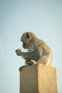 印尼图摄影照片_印度尼西亚巴厘岛乌鲁瓦图的猴子