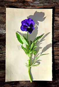 花瓣小元素摄影照片_旧纸上的花