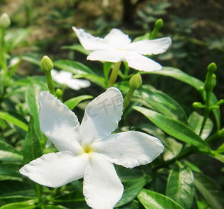 孟加拉国鲜花图片