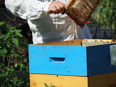 养蜂大师从蜂群中的蜂箱中取出装有蜂蜜的框架。