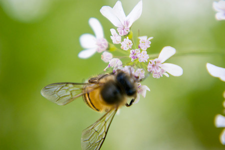 麻辣串串logo摄影照片_蜜蜂从香菜花中采集花蜜