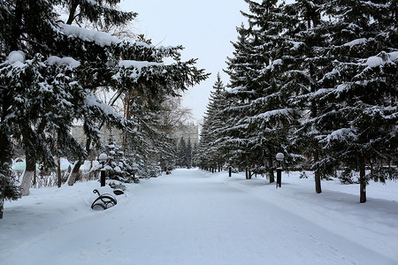 冬季公园的雪路