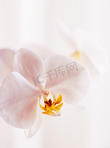广告粉色摄影照片_盛开的粉色兰花、抽象的花卉艺术背景和自然界中的花朵，用于婚礼请柬和奢华美容品牌假日设计