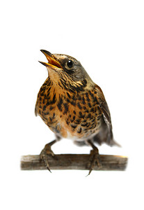 fieldfare摄影照片_白色的女性 Fieldfare