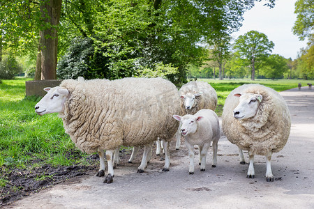 大自然路上的白羊和羔羊群