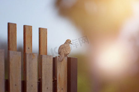 木栅栏上的棕色鸽子