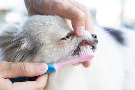 用牙刷特写清洁狗牙，用于宠物保健