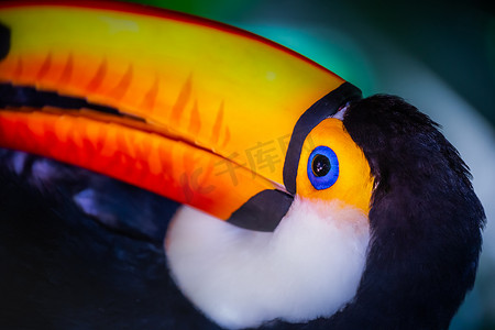 潘安湿地公园摄影照片_巴西潘塔纳尔湿地色彩缤纷的托科巨嘴鸟热带鸟