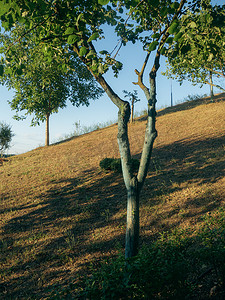 意大利皮亚琴察农场有机果树上的绿色铜