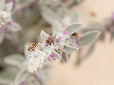花贝壳摄影照片_蜜蜂，Apis mellifera，采集花粉