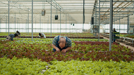 在温室工作的白人男子检查生菜植物，检查是否有损坏或害虫