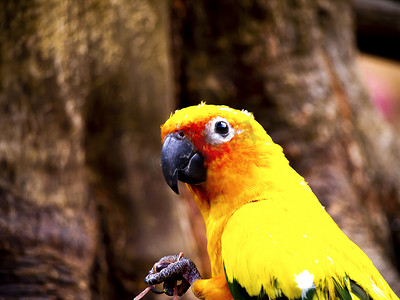 木头上的太阳锥尾鹦鹉鸟美丽的彩色羽毛宠物动物