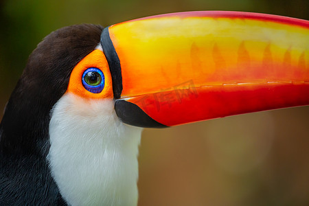 马托摄影照片_巴西潘塔纳尔湿地色彩缤纷的托科巨嘴鸟热带鸟