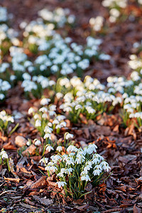 阳光雪花摄影照片_花园里生长着雪花莲花，生长在阳光明媚的春日。