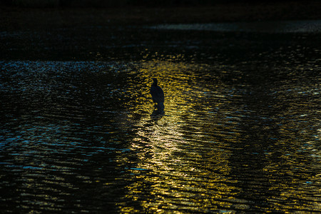 鸟井摄影照片_站在黄昏的井池中的苍鹭