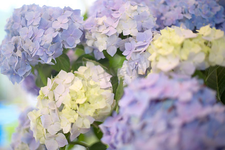 模糊背景上新鲜的霍滕西亚浅白色和蓝色花朵。