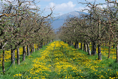 苹果园里的黄花路