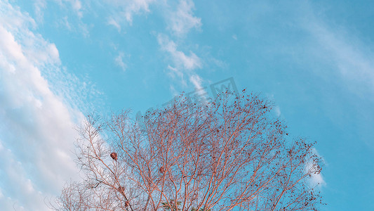 秋横幅摄影照片_大气平静的天空云全景背景干树枝秋夏结束进展回归生活概念