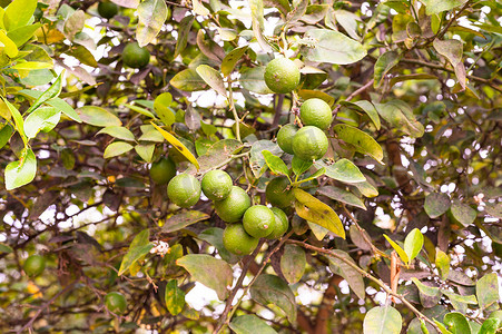 秘鲁水果摄影照片_秘鲁田野上有水果的柠檬树。