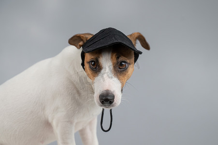 狗杰克罗素梗犬在白色背景上的黑色帽子。