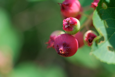 在瑞士，欧洲的雨天后，夏末的 guelder-rose（普通雪球）红色浆果与雨滴。